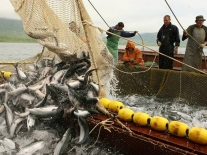 Рыбопромышленным компаниям, занятым в прибрежном рыболовстве в Северном бассейне, разрешат частичную обработку улова