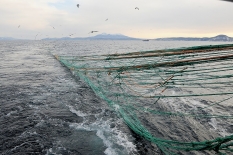 Правительство РФ утвердило Стратегию развития рыбохозяйственного комплекса до 2030 г. 